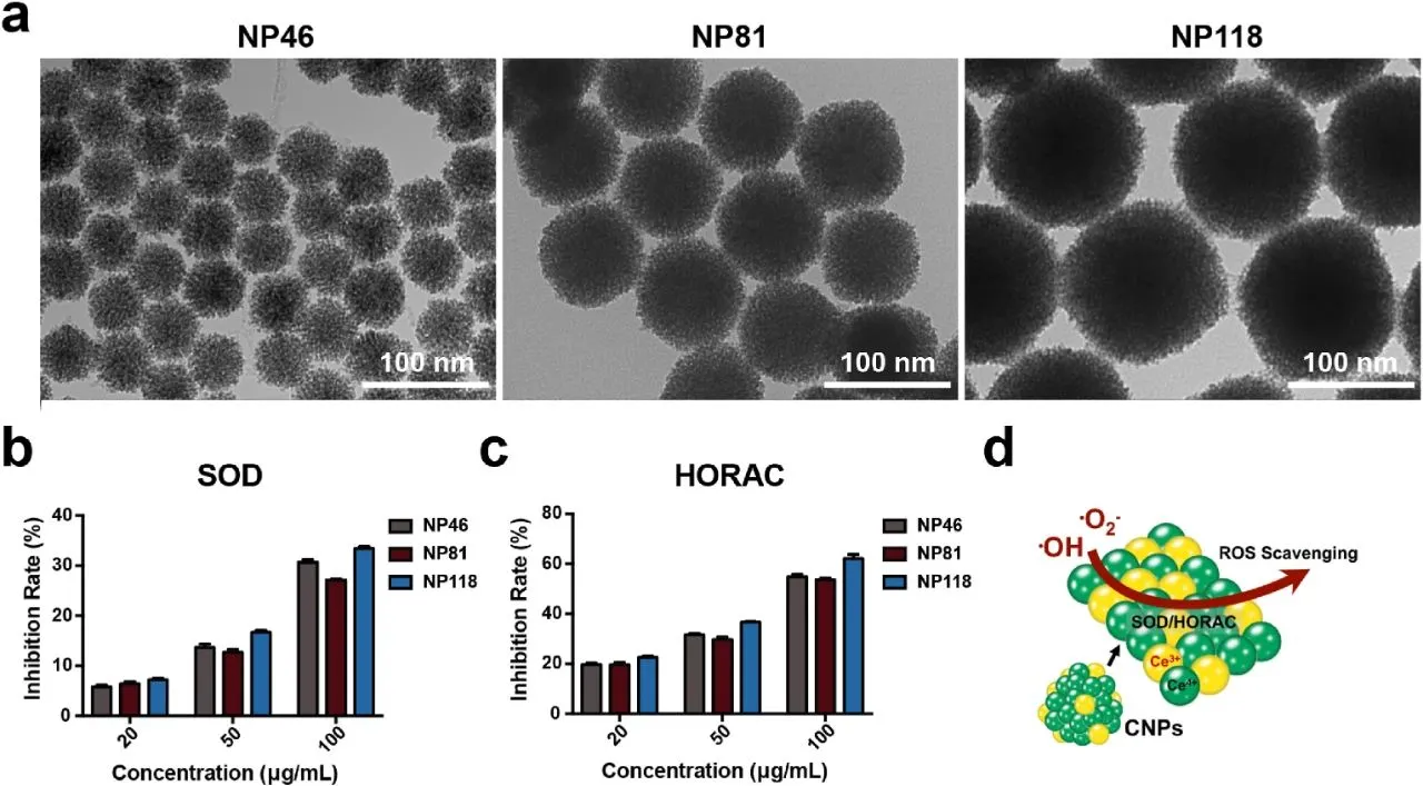 cerium dioxide nanoparticles